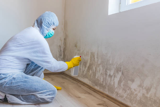 Licensed Hvac And Air Duct Mold Remediation service in Alpine, NJ - Car Mold Remediation