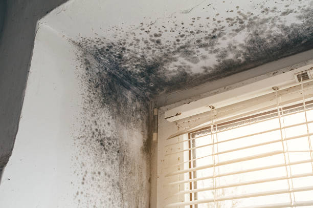 Affordable Hvac And Air Duct Mold Remediation solutions in Alpine, NJ